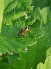 Diplazon laetatorius