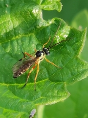 Diplazon laetatorius