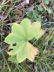 Alchemilla