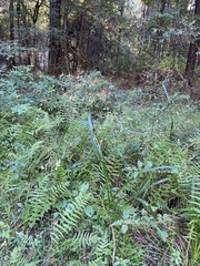 Rhynchospora corniculata