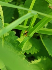 Diplazon laetatorius