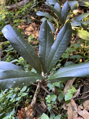 Englerophytum natalense