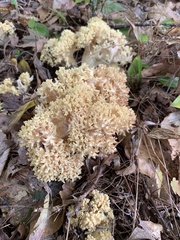 Ramaria rasilispora