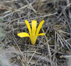 Sternbergia colchiciflora
