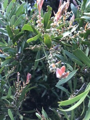 Melaleuca paludicola