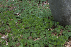 Galium odoratum