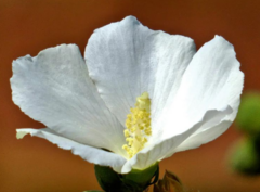 Hibiscus mutabilis