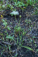 Perideridia parishii