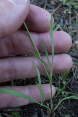 Perideridia parishii