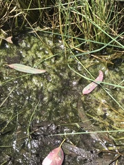 Potamogeton cheesemanii