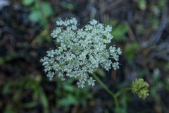 Perideridia parishii