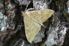 Mecyna mustelinalis