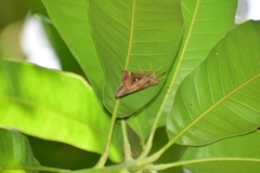 Hasora badra