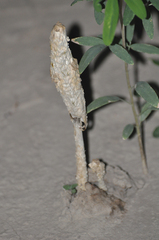 Podaxis pistillaris