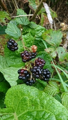 Rubus affinis
