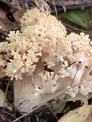 Ramaria rasilispora