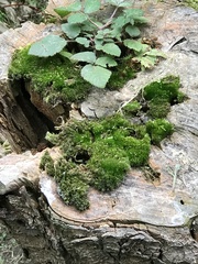 Dicranella heteromalla