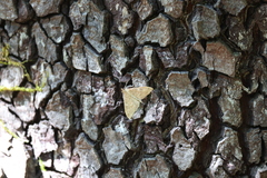 Mecyna mustelinalis