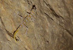 Asaccus platyrhynchus