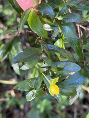 Ochna serrulata