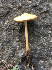Marasmius oreades