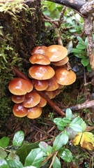 Kuehneromyces