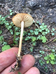 Marasmius oreades