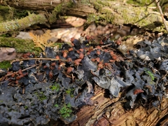 Peltigera horizontalis