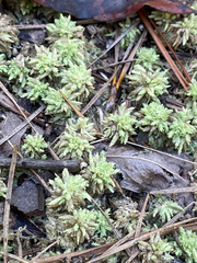 Sphagnum