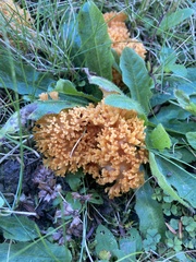 Clavulinopsis corniculata