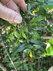 Ochna serrulata