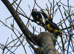 Pteroglossus torquatus