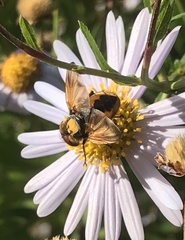 Phasia aurigera