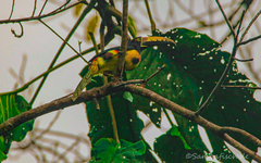 Pteroglossus torquatus