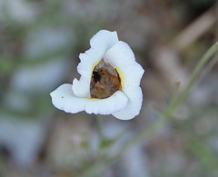 Calochortus