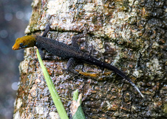 Gonatodes albogularis