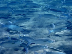 Crenimugil crenilabis