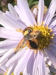 Phasia aurigera
