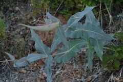 Asclepias cordifolia