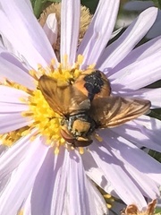 Phasia aurigera