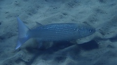 Crenimugil crenilabis