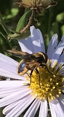 Phasia aurigera