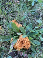 Clavulinopsis corniculata