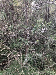 Leptospermum continentale