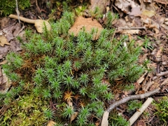 Polytrichum juniperinum