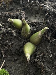 Allium tricoccum