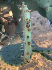 Opuntia orbiculata