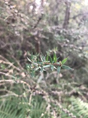 Leptospermum continentale