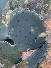 Opuntia orbiculata
