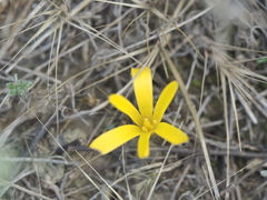 Sternbergia colchiciflora